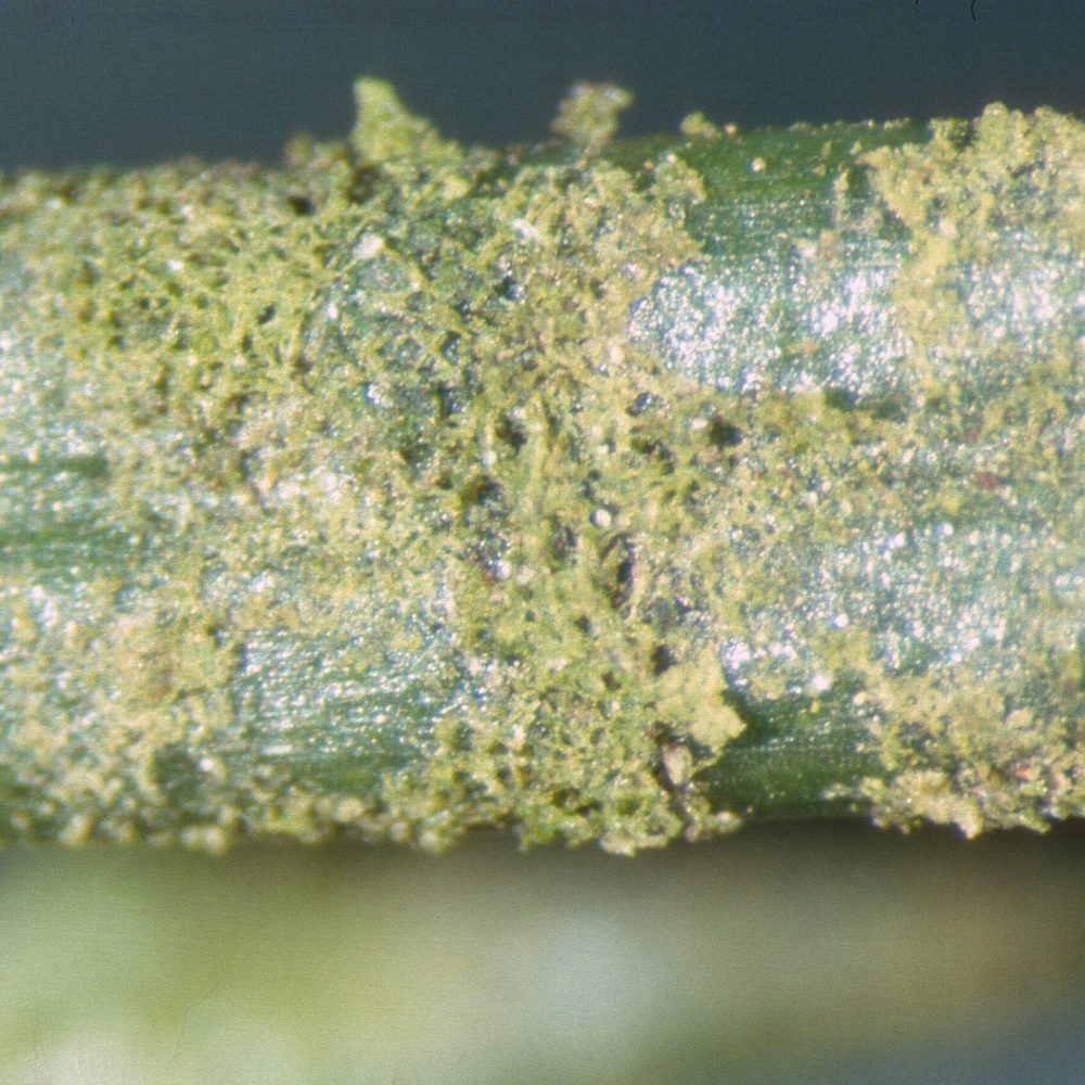 Abies Feldborg Klebshormidium-0013