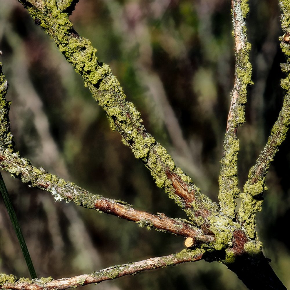 ammoniophila calluna harrild ap