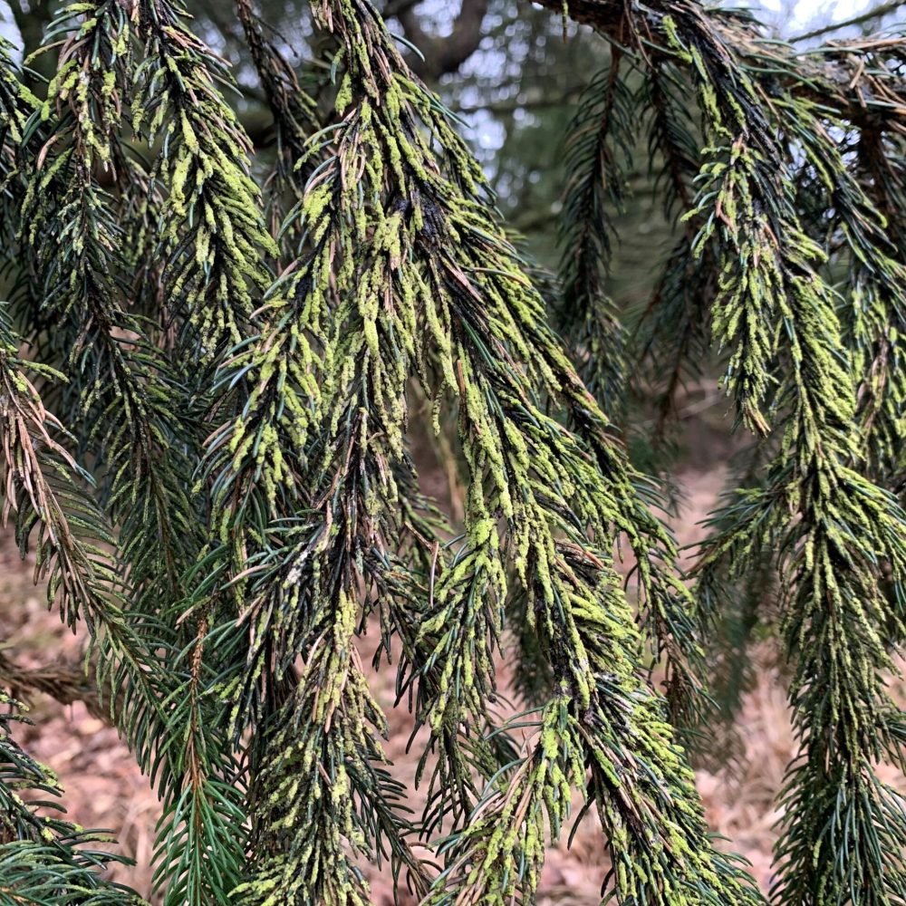Ammoniophilus Løbners Plantage 22 feb 2023 -2