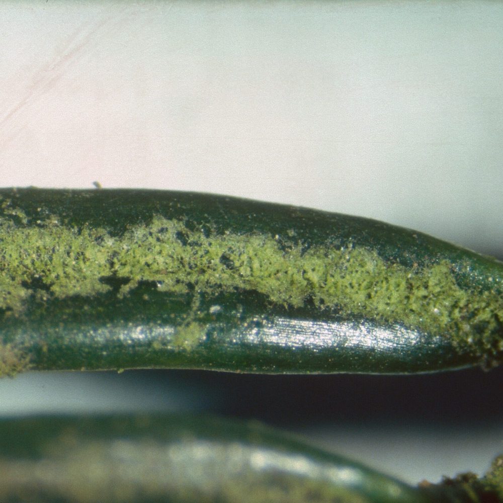 Fig. 2. Abies Klebshormidium Feldborg 6 år 1991 -0009